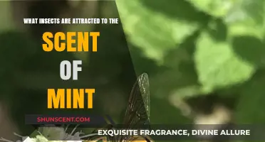 Nature's Freshness: Unveiling Insects Drawn to Mint's Inviting Aroma
