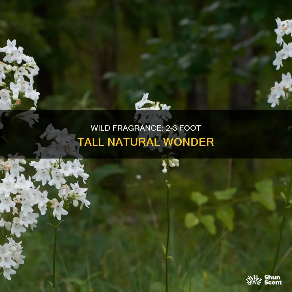 what is 2-3 foot wild plant mild fragrance