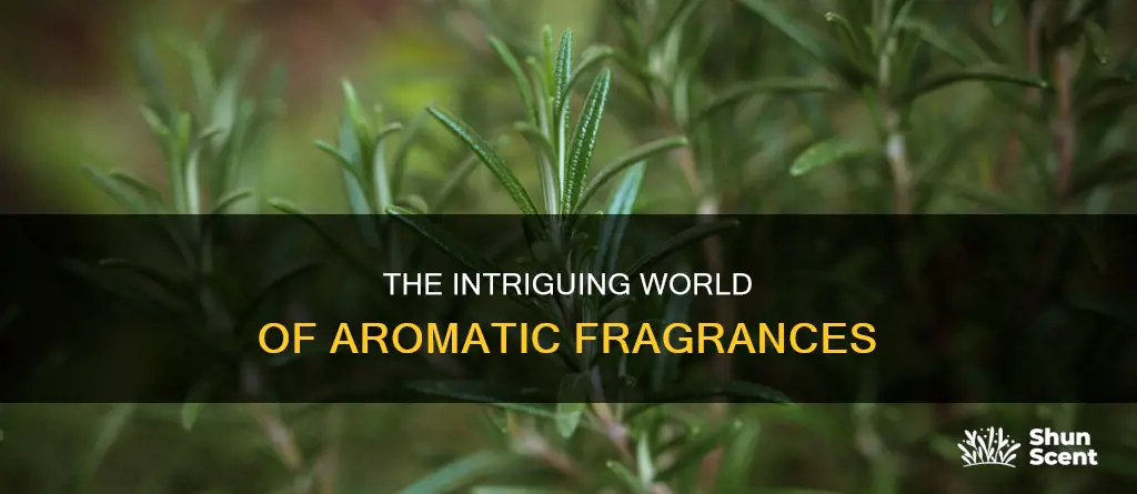 what is a aromatic fragrance