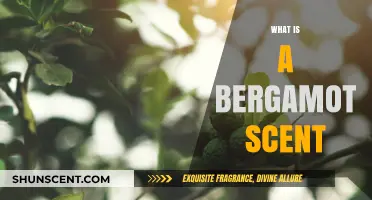 Unveiling the Citrusy Charm: What is Bergamot Scent?