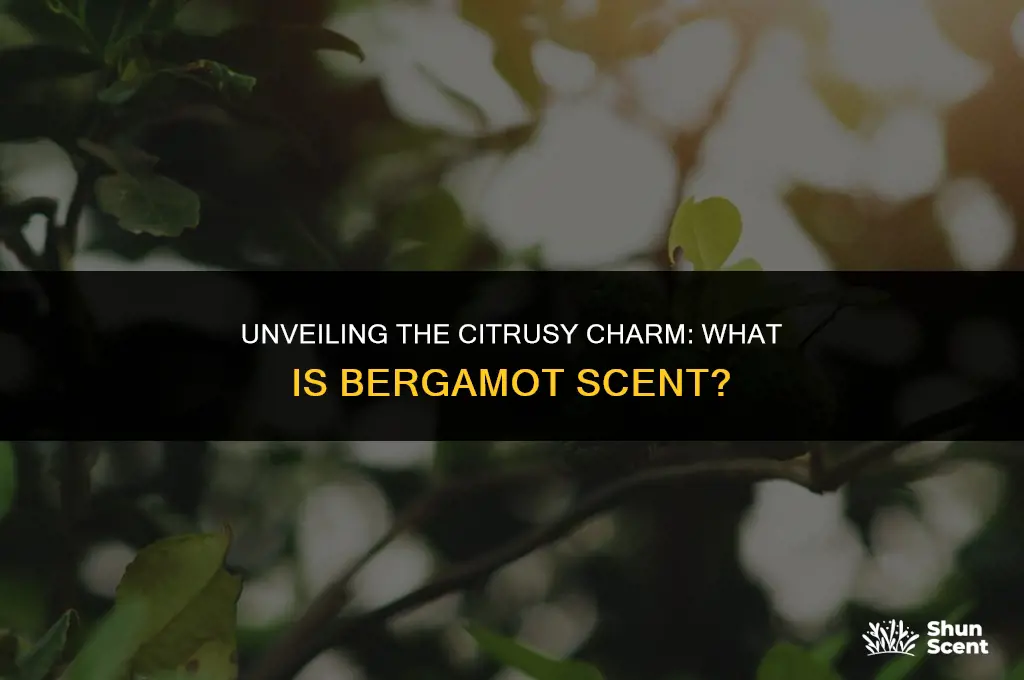 what is a bergamot scent