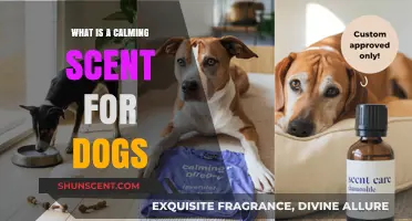 Discovering Tranquility: The Ultimate Guide to Calming Scents for Dogs