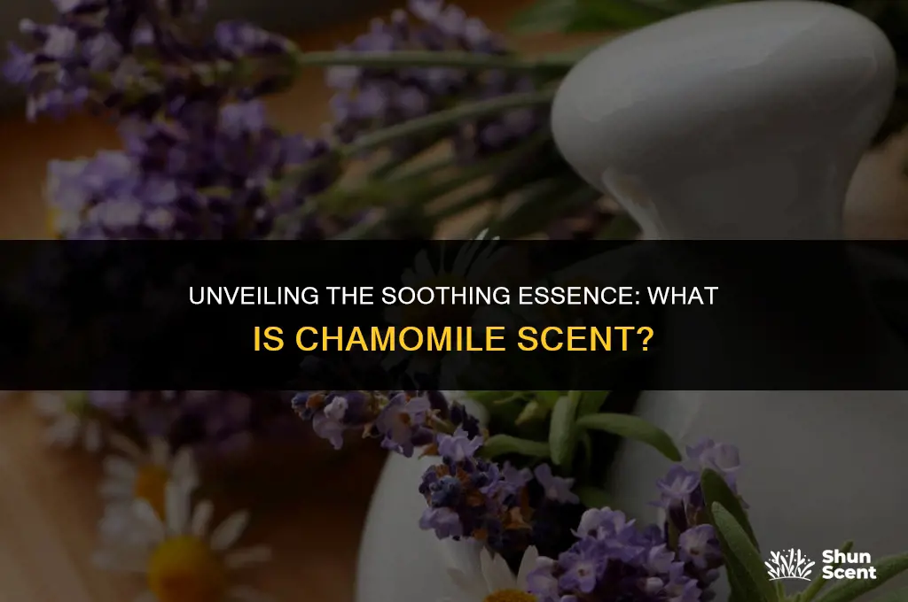what is a chamomile scent