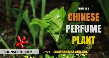 Discover the Chinese Perfume Plant: Osmanthus Fragrans' Aromatic Secrets