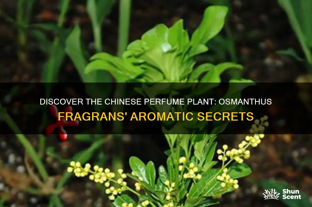what is a chinese perfume plant
