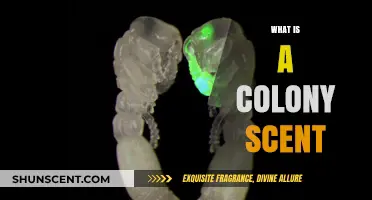 Exploring the Intriguing World of Colony Scents: A Deep Dive