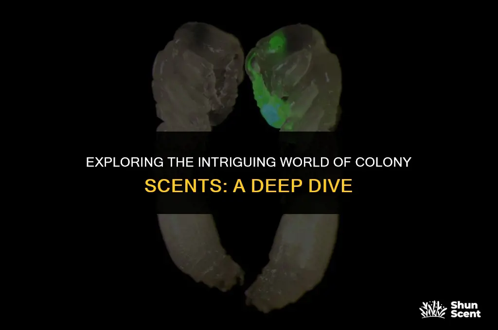 what is a colony scent