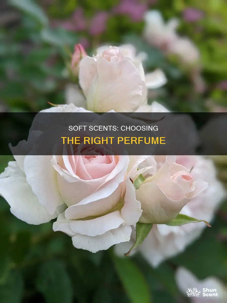 what is a good soft smelling perfume