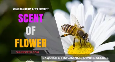 Sweet Preferences: Unveiling Honey Bees' Favorite Floral Scents