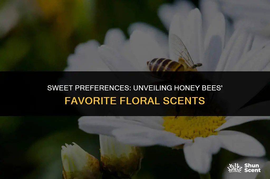 what is a honey bee