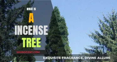 Incense Tree: Fragrant Wonder