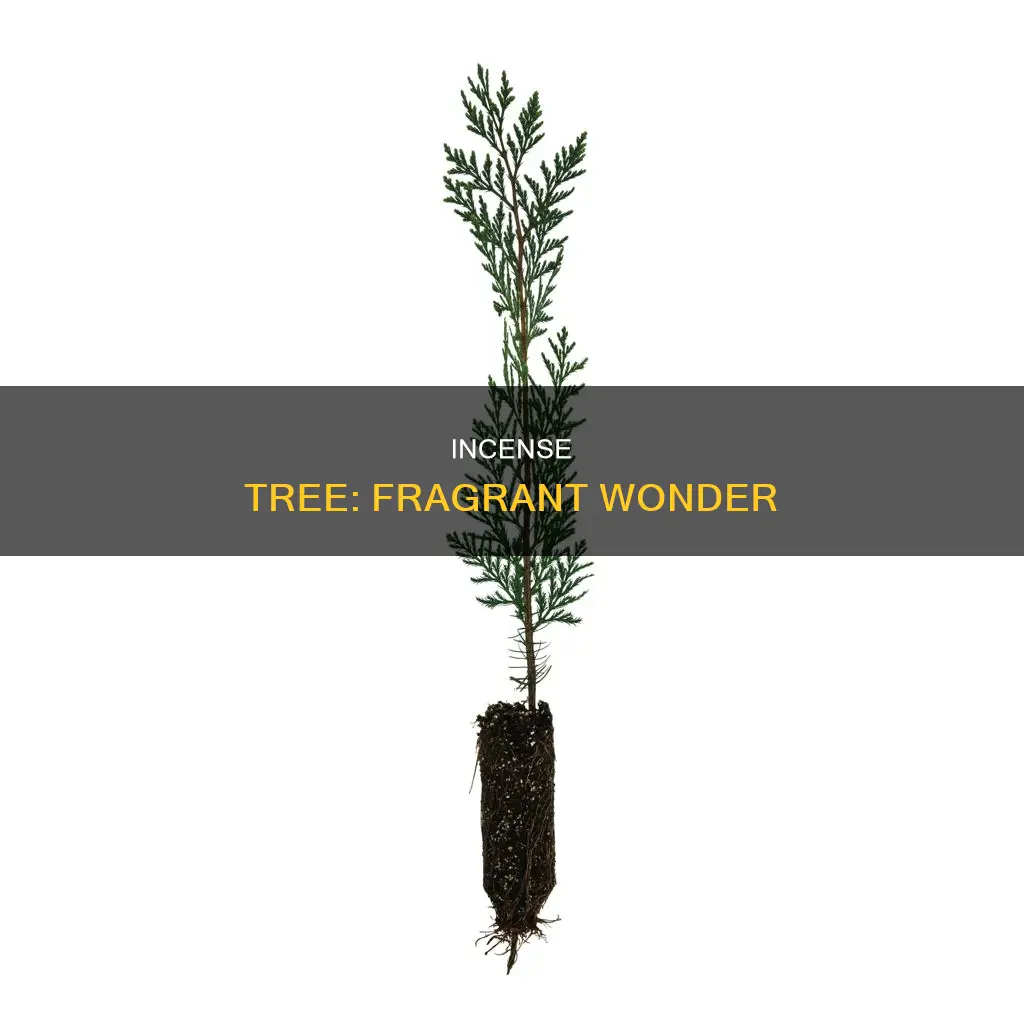 what is a incense tree