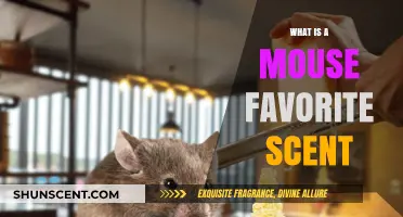 Exploring the Aromatic Preferences of Our Tiny Friends: What Scents Do Mice Love?