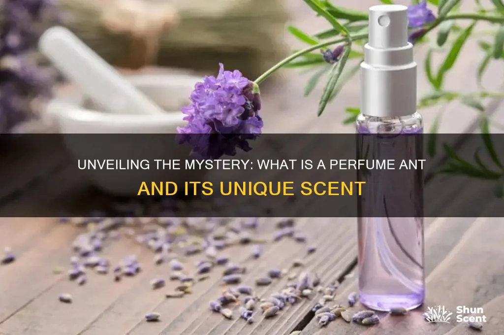 what is a perfume ant