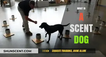 Unleashing the Power of Scent: A Guide to Scent Dogs