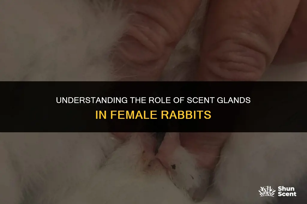 what is a scent gland of a female rabbit