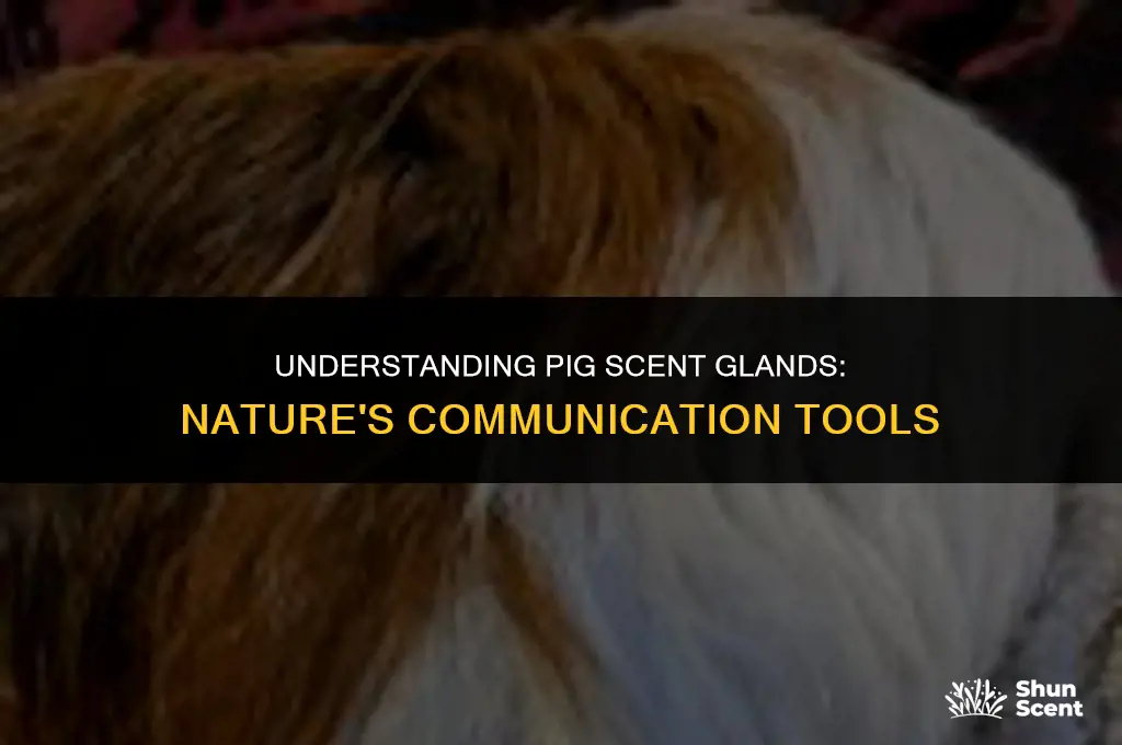 what is a scent gland on a pig