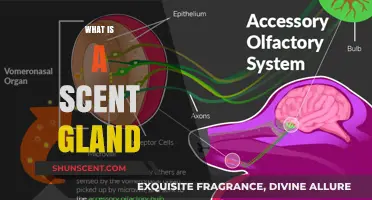 Unlocking the Secrets of Scent Glands: A Comprehensive Guide
