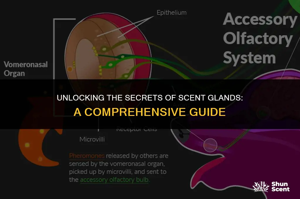 what is a scent gland