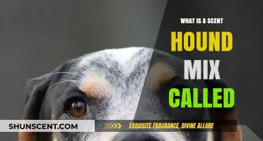 Unveiling the Unique Names of Scent Hound Mixes: A Comprehensive Guide