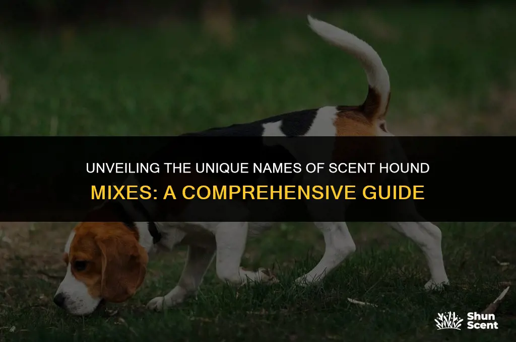 what is a scent hound mix called