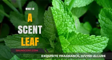 Exploring the Fragrant World of Scent Leaves: A Comprehensive Guide