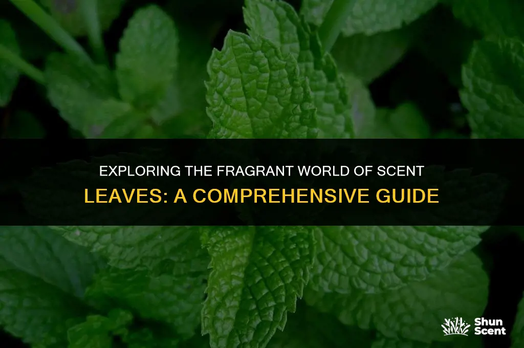 what is a scent leaf