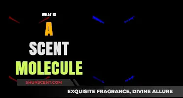 Unveiling the Secrets of Scent: A Molecular Journey