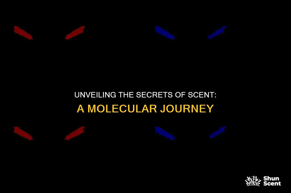 what is a scent molecule