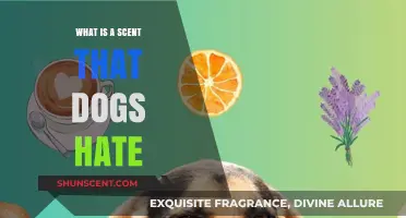 Unleashing the Truth: Scents That Make Dogs Howl in Disgust