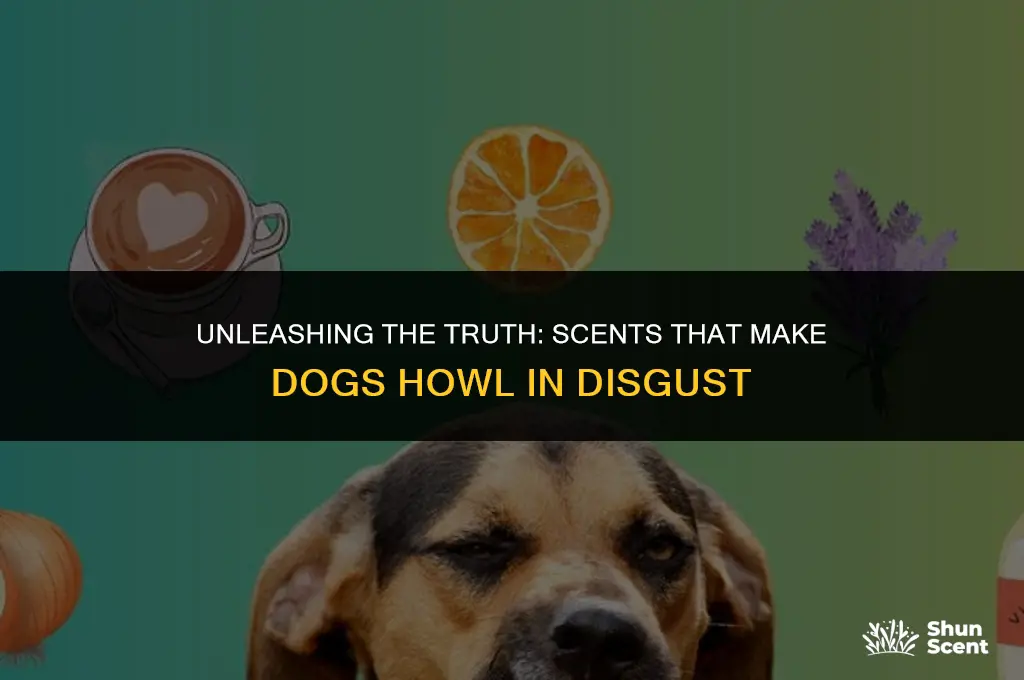 what is a scent that dogs hate