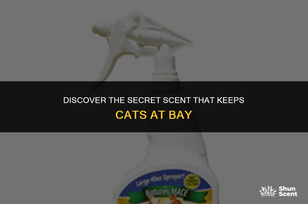 what is a scent that repells cats