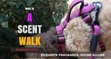 Exploring Nature's Aromas: A Beginner's Guide to Scent Walks