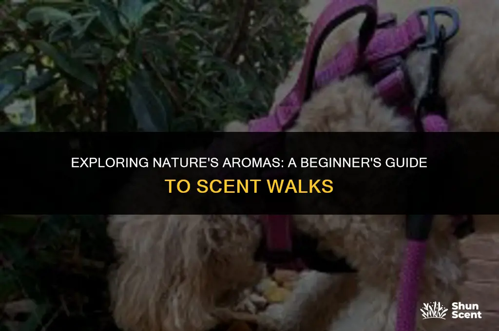 what is a scent walk
