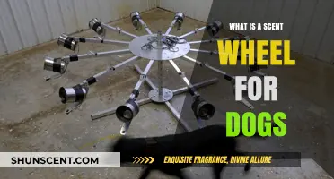 Exploring the Canine Sense of Smell: A Guide to Scent Wheels for Dogs