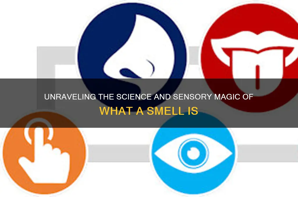 what is a smell
