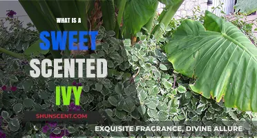 Exploring the Fragrant World of Sweet Scented Ivy: A Guide