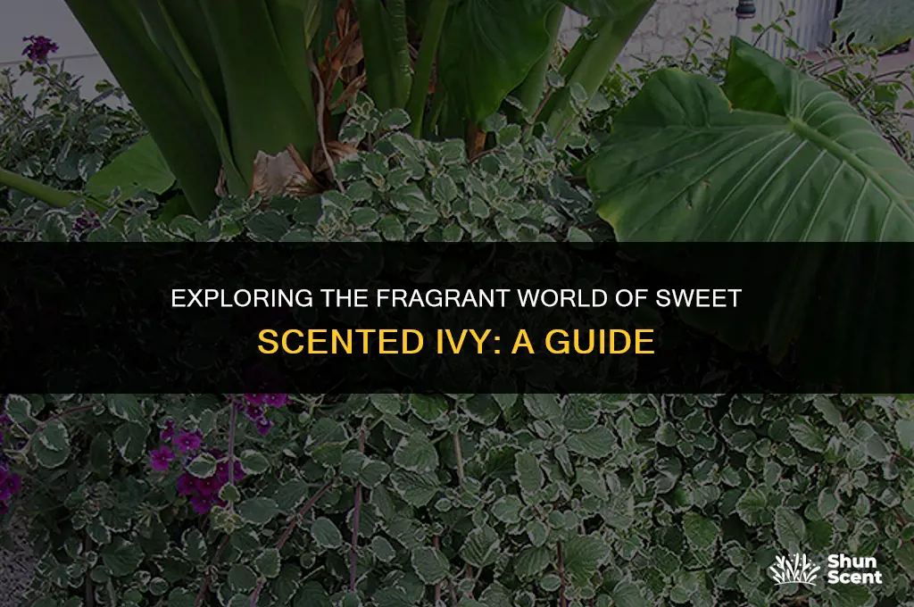 what is a sweet scented ivy