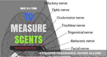 Exploring the Science of Scents: A Journey into Olfactory Terminology