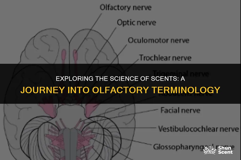 what is a term to measure scents