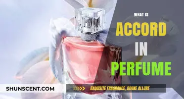 Explore the Fragrance Notes of Perfume Accords