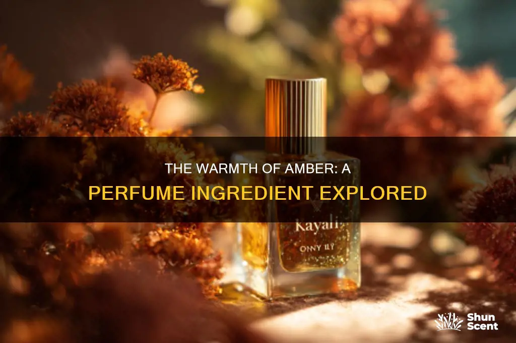 what is amber as it relates to perfumes