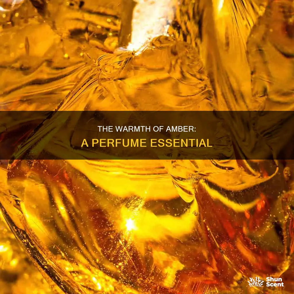 what is amber in perfume