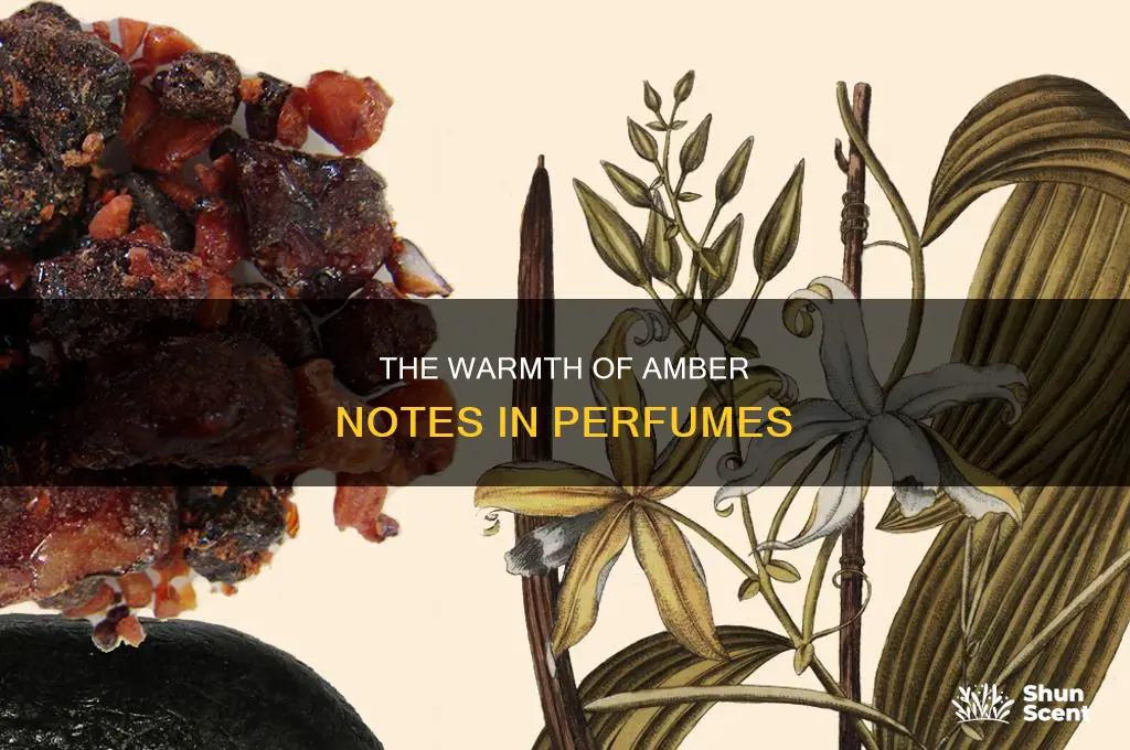 what is amber note in perfume