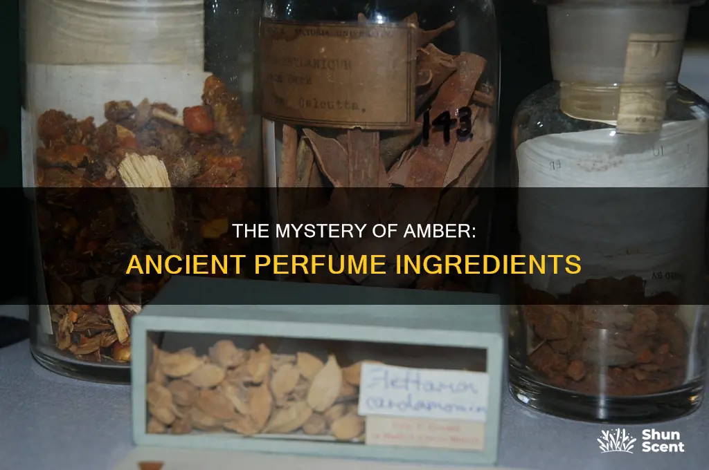 what is amber perfume made of