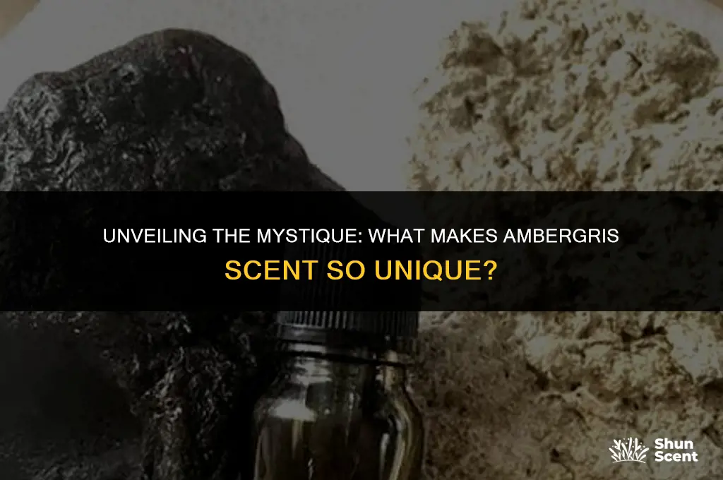 what is ambergris scent