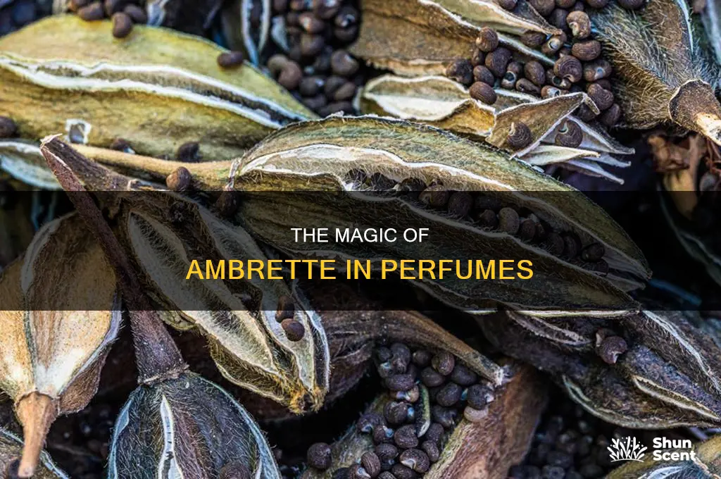 what is ambrette in perfume