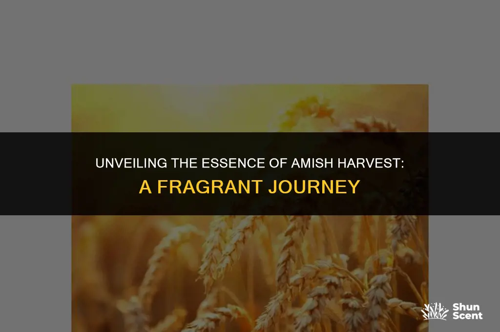 what is amish harvest scent