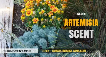 Exploring the Fragrant World of Artemisia: A Scent Journey