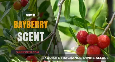 Exploring the Enchanting Aroma of Bayberry: A Fragrant Journey